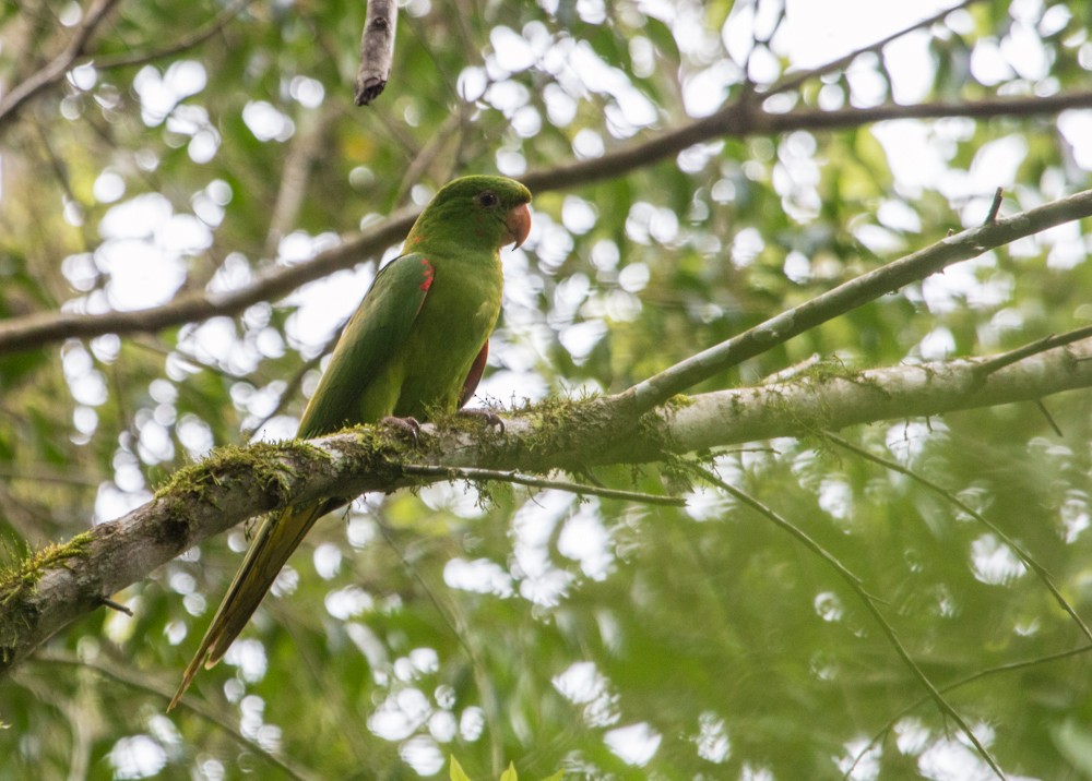 Aratinga Ojiblanca - ML608350342