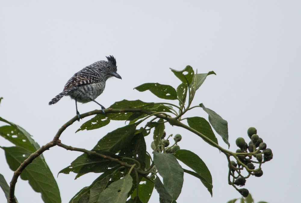 Barred Antshrike - ML608350344