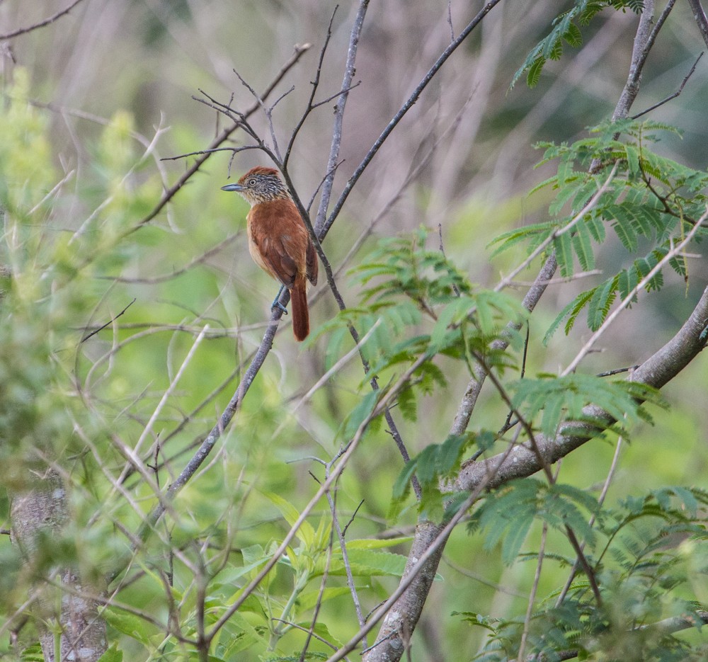 Barred Antshrike - ML608350348