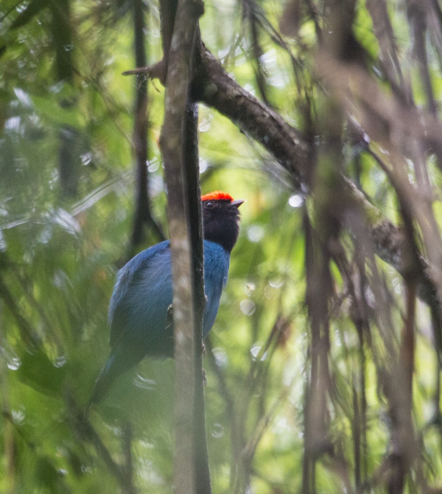 Swallow-tailed Manakin - ML608350360