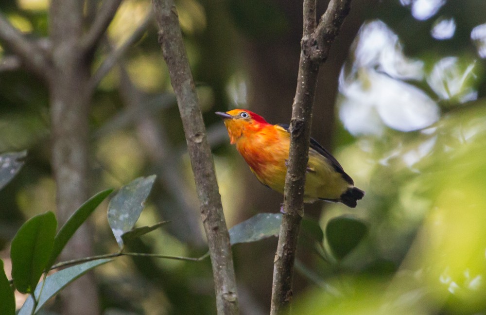 Band-tailed Manakin - ML608350367