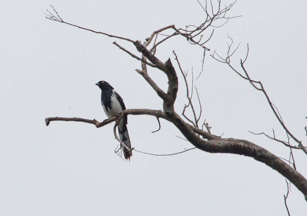 Magpie Tanager - ML608350369