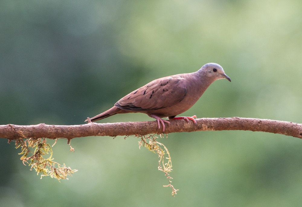 Ruddy Ground Dove - ML608350379