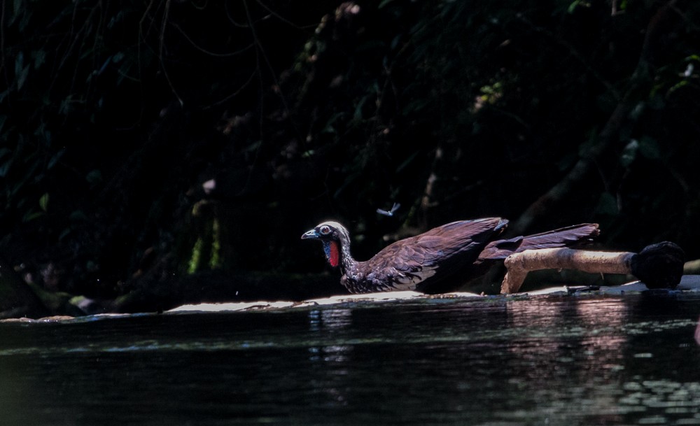 Black-fronted Piping-Guan - ML608350384