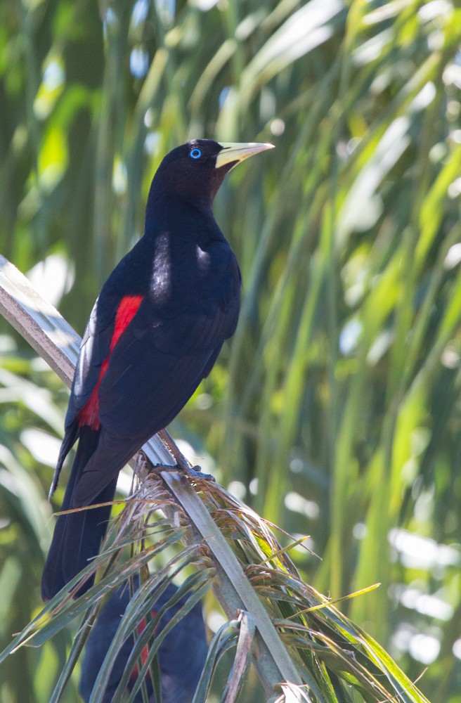 Red-rumped Cacique - ML608350389