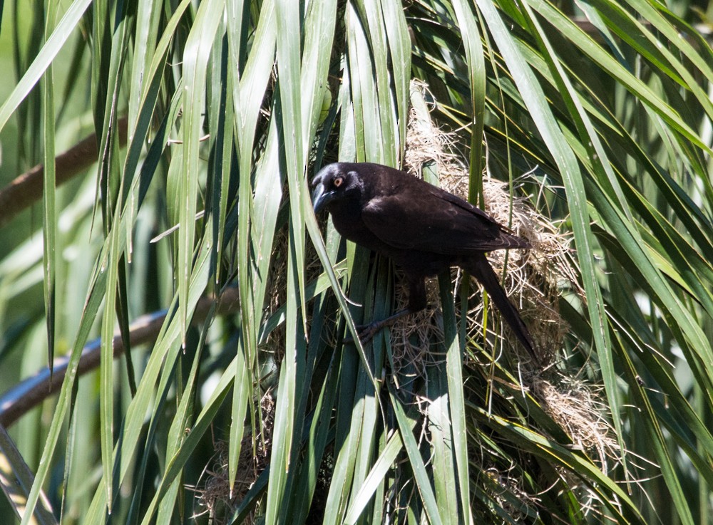 Giant Cowbird - ML608350394