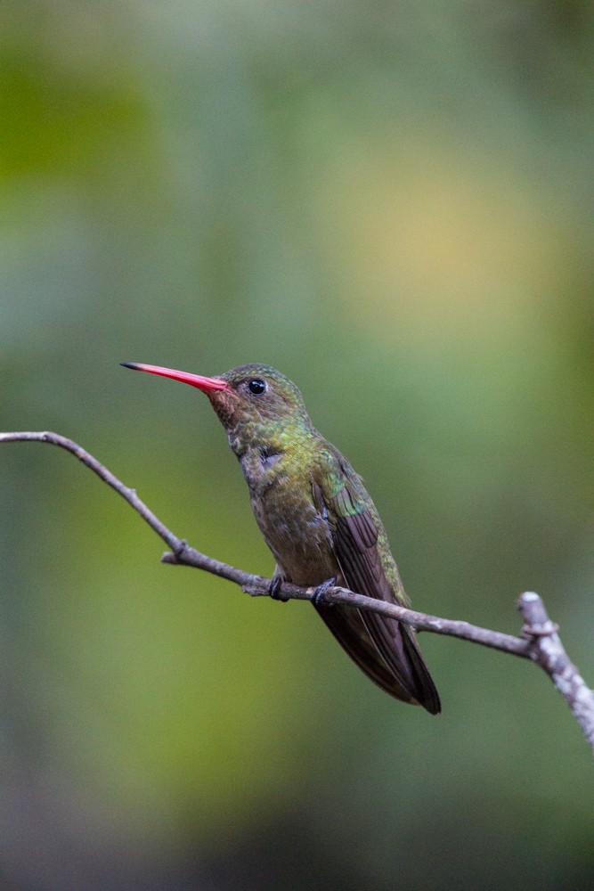 Gilded Hummingbird - ML608350398