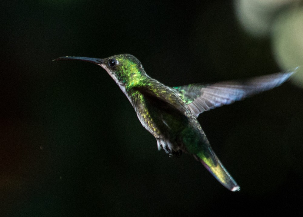 kolibřík tropický - ML608350454