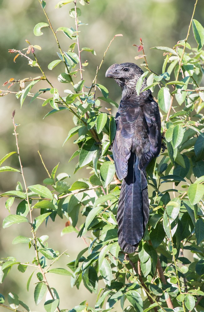 Smooth-billed Ani - ML608350483