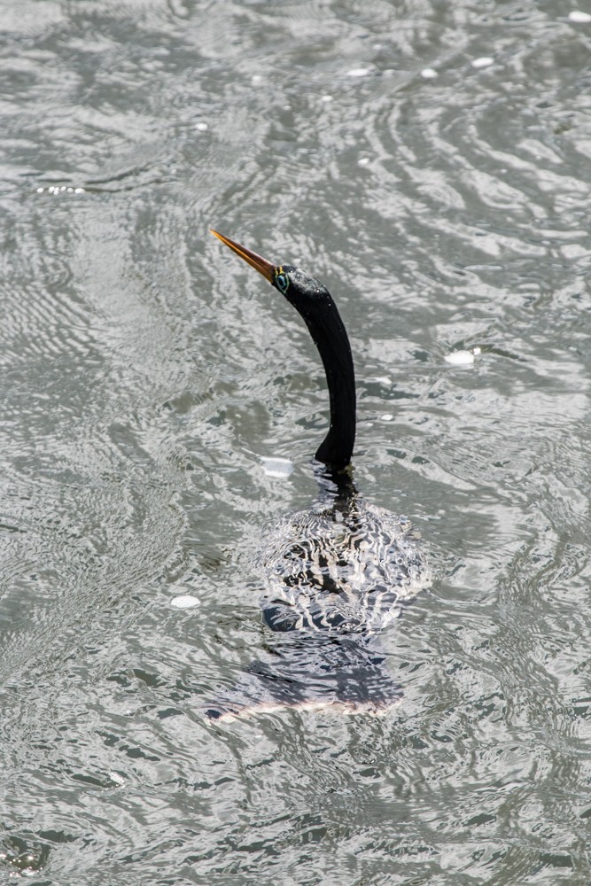 anhinga americká - ML608350487