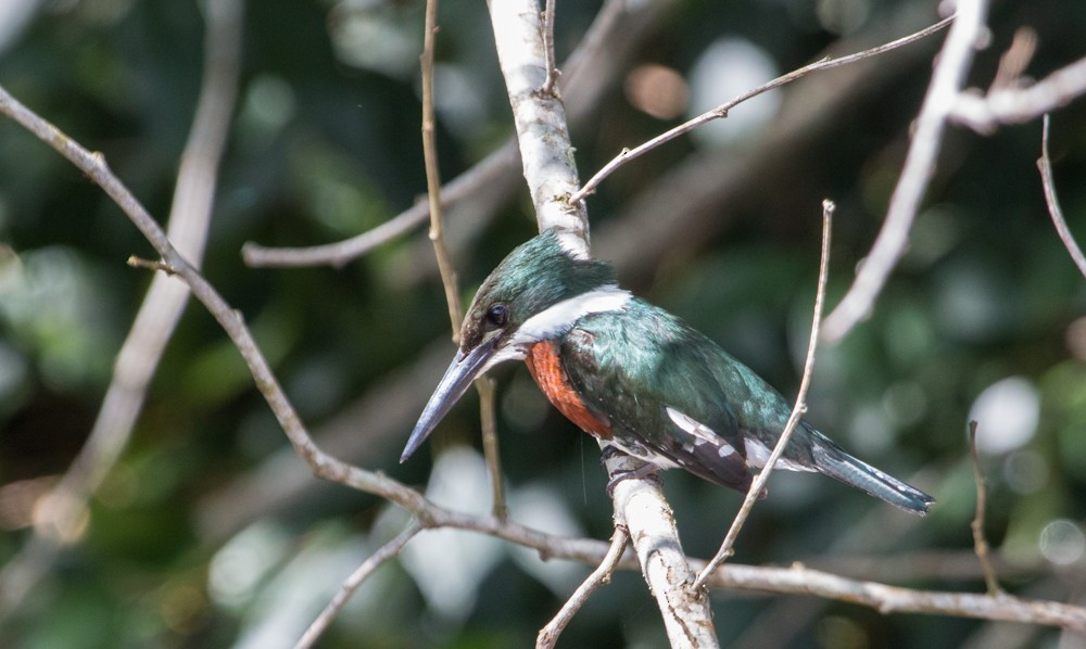 Martin-pêcheur d'Amazonie - ML608350489