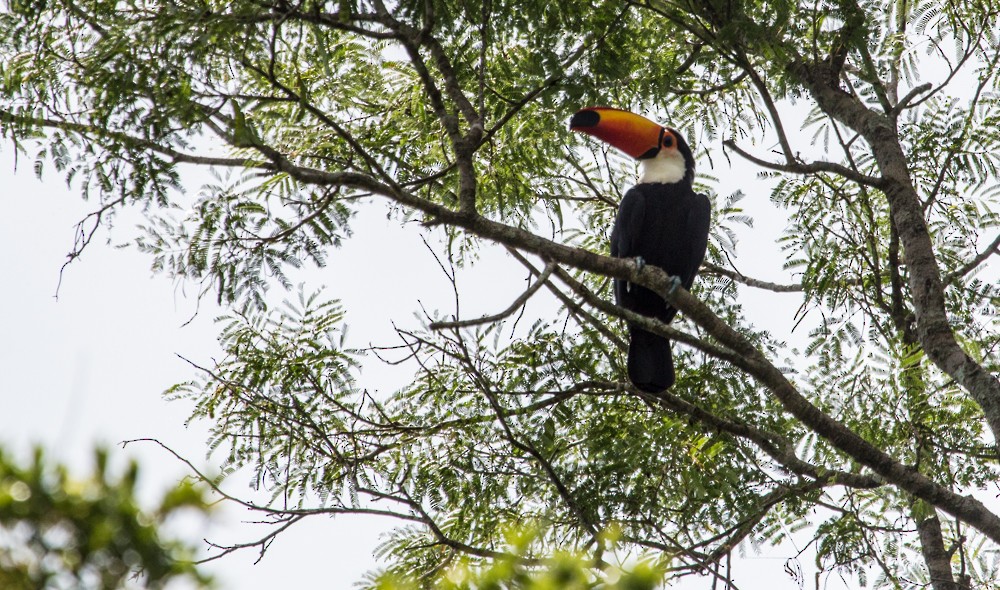 Toco Toucan - ML608350492