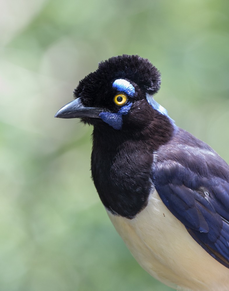 Plush-crested Jay - ML608350498