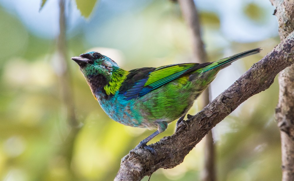 Green-headed Tanager - ML608350501