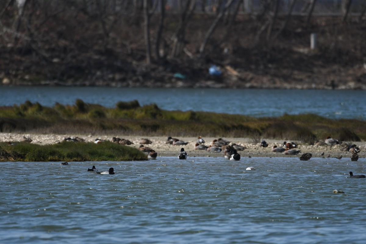 Greater Scaup - ML608350517