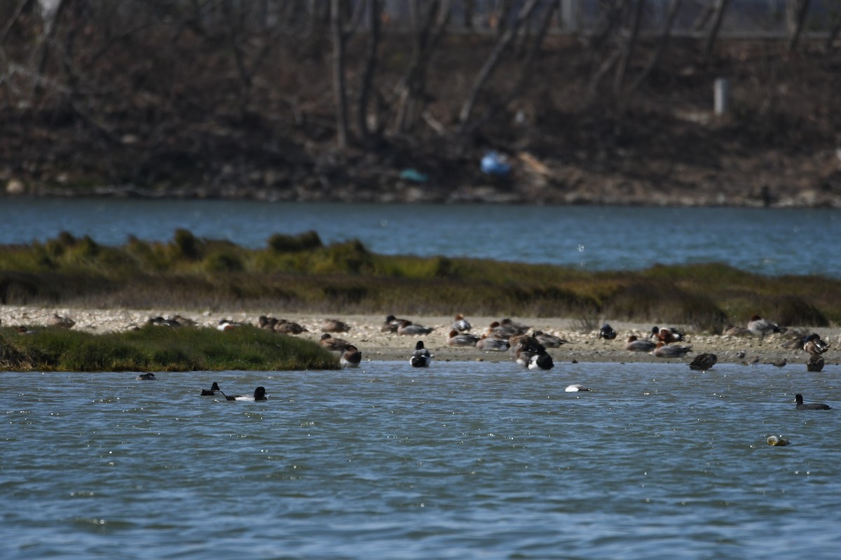 Greater Scaup - ML608350518