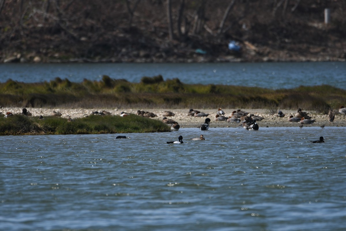 Greater Scaup - ML608350519