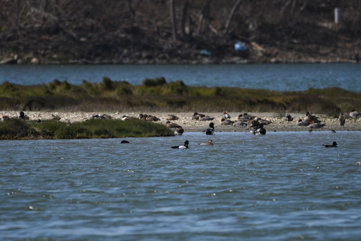 Greater Scaup - ML608350520