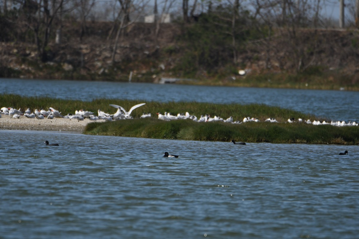 Greater Scaup - ML608350521