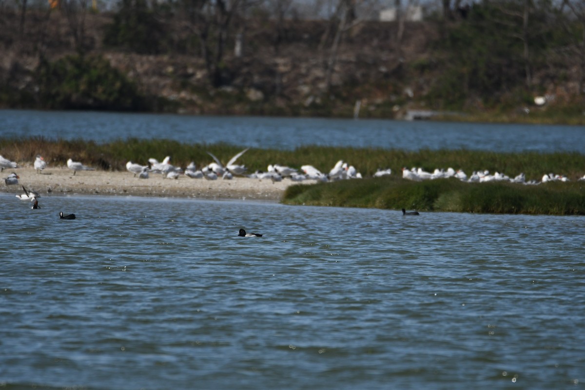 Greater Scaup - ML608350522