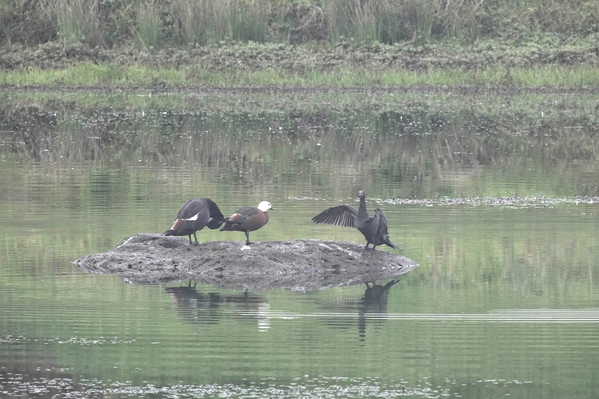 Paradise Shelduck - ML608350551