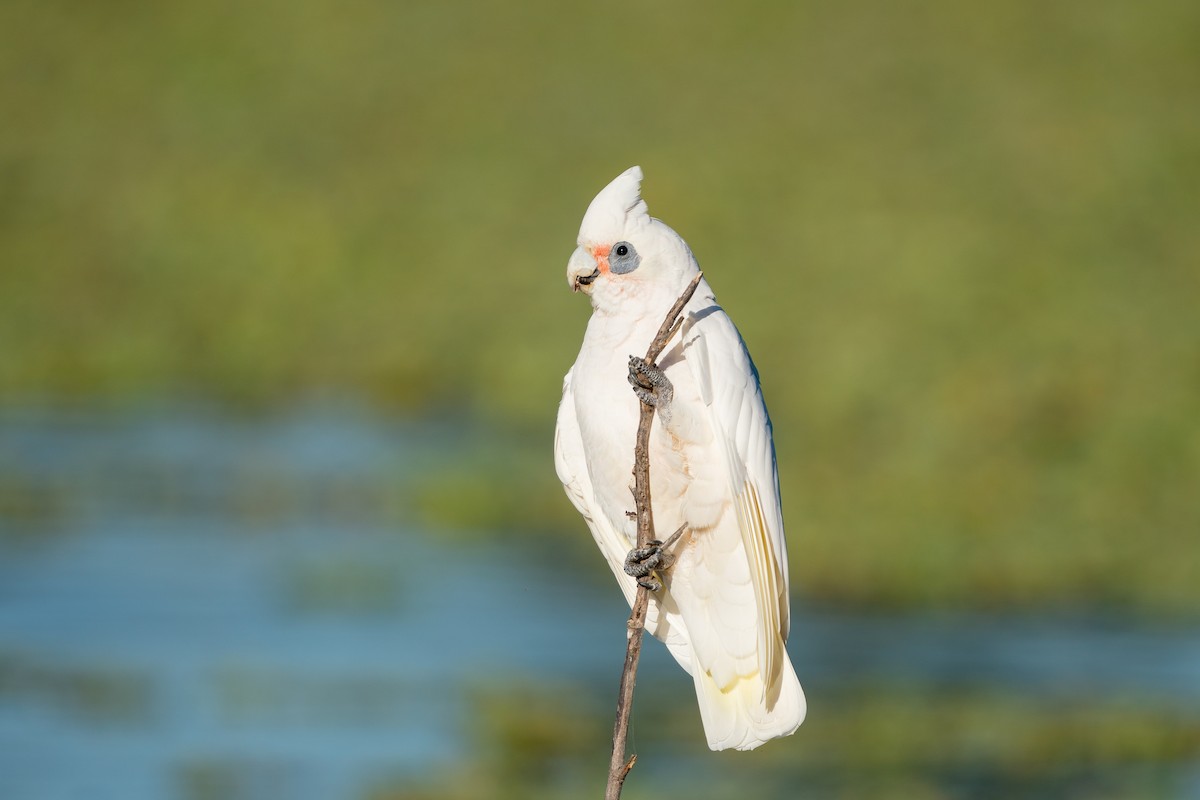 Little Corella - ML608350564