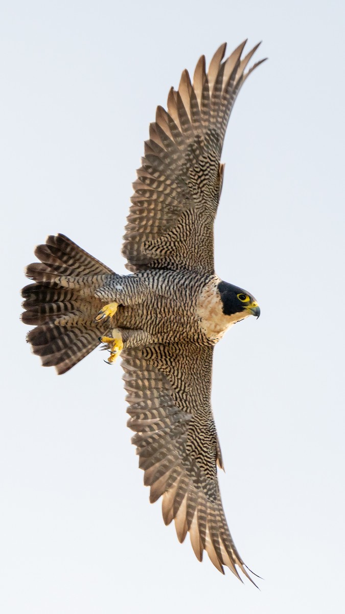 Peregrine Falcon - ML608350675