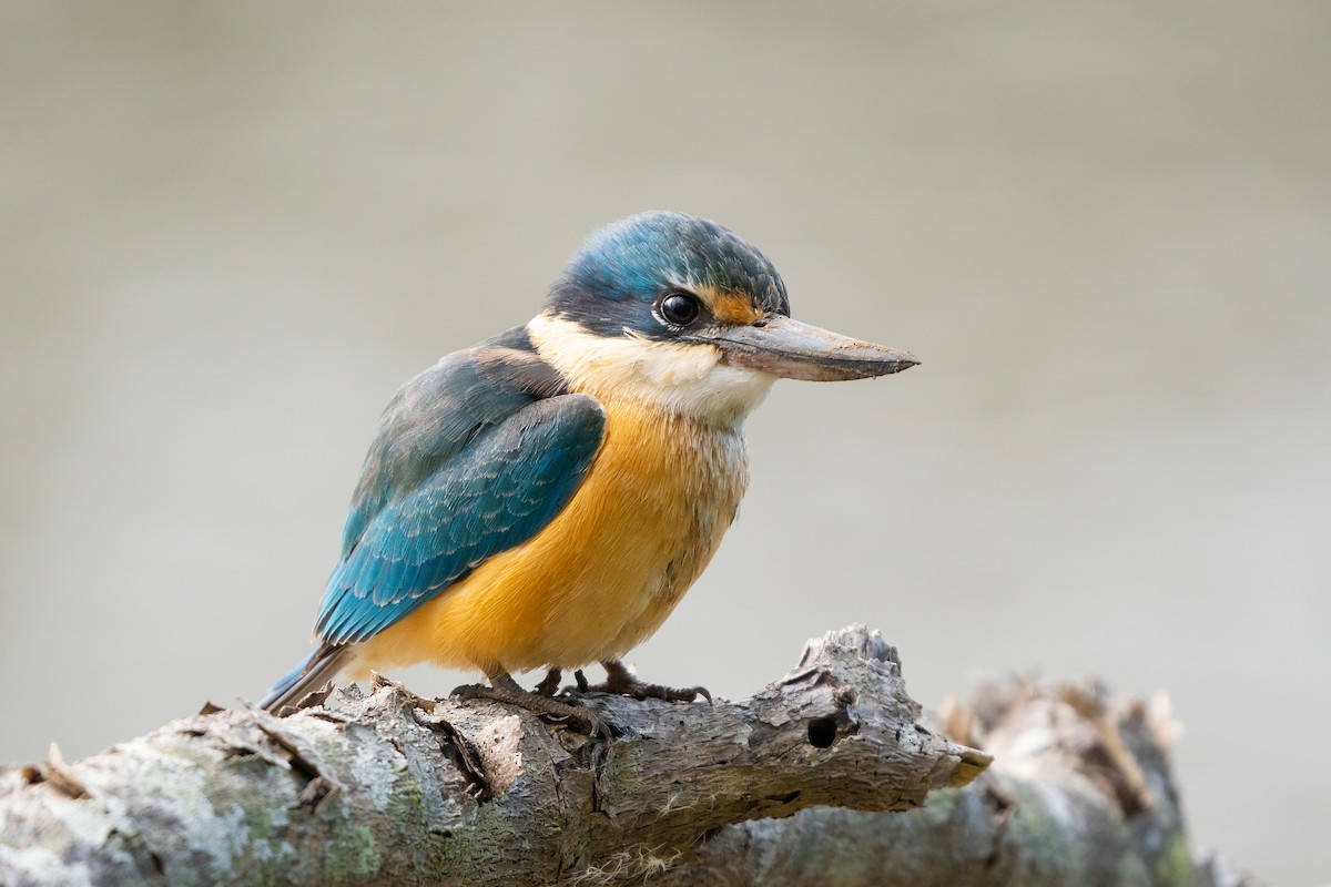 Sacred Kingfisher - ML608350745