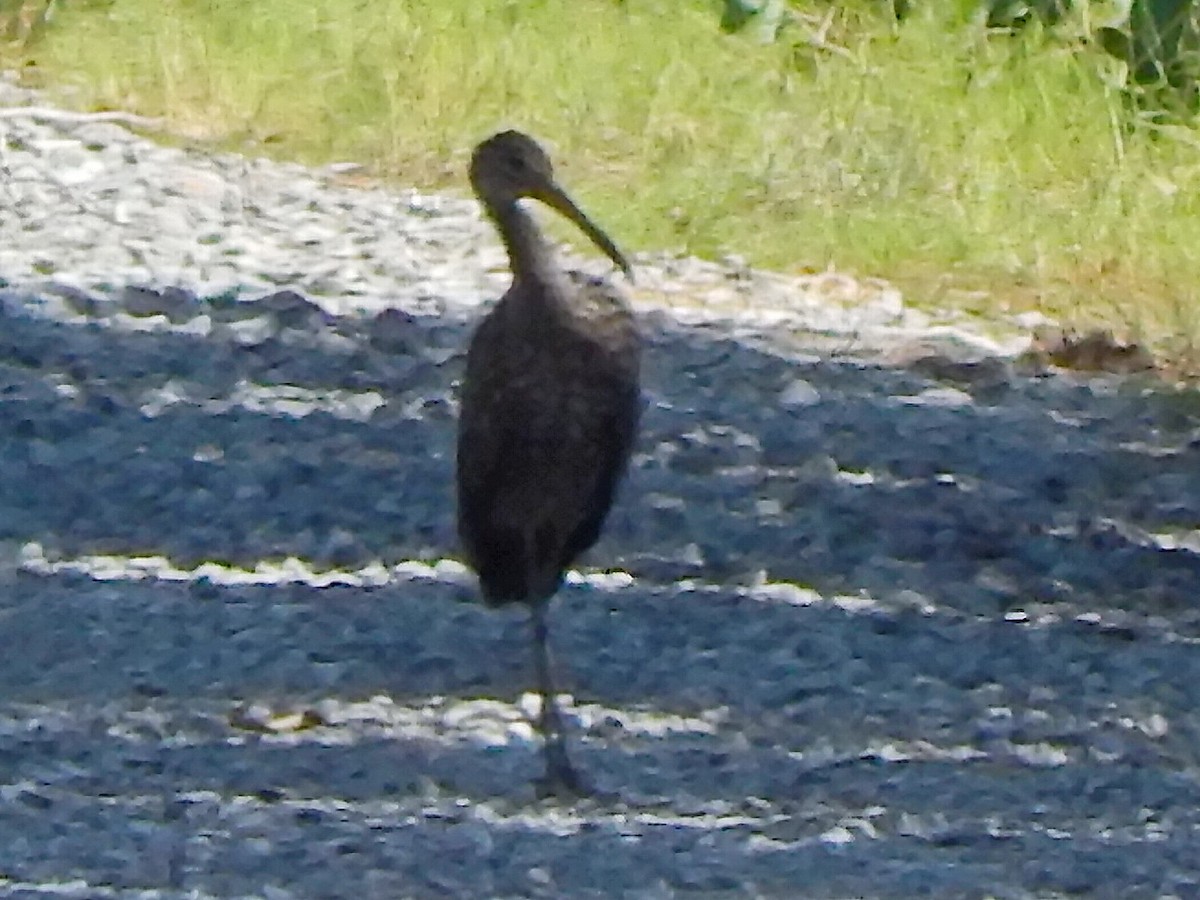 Limpkin - ML608350894