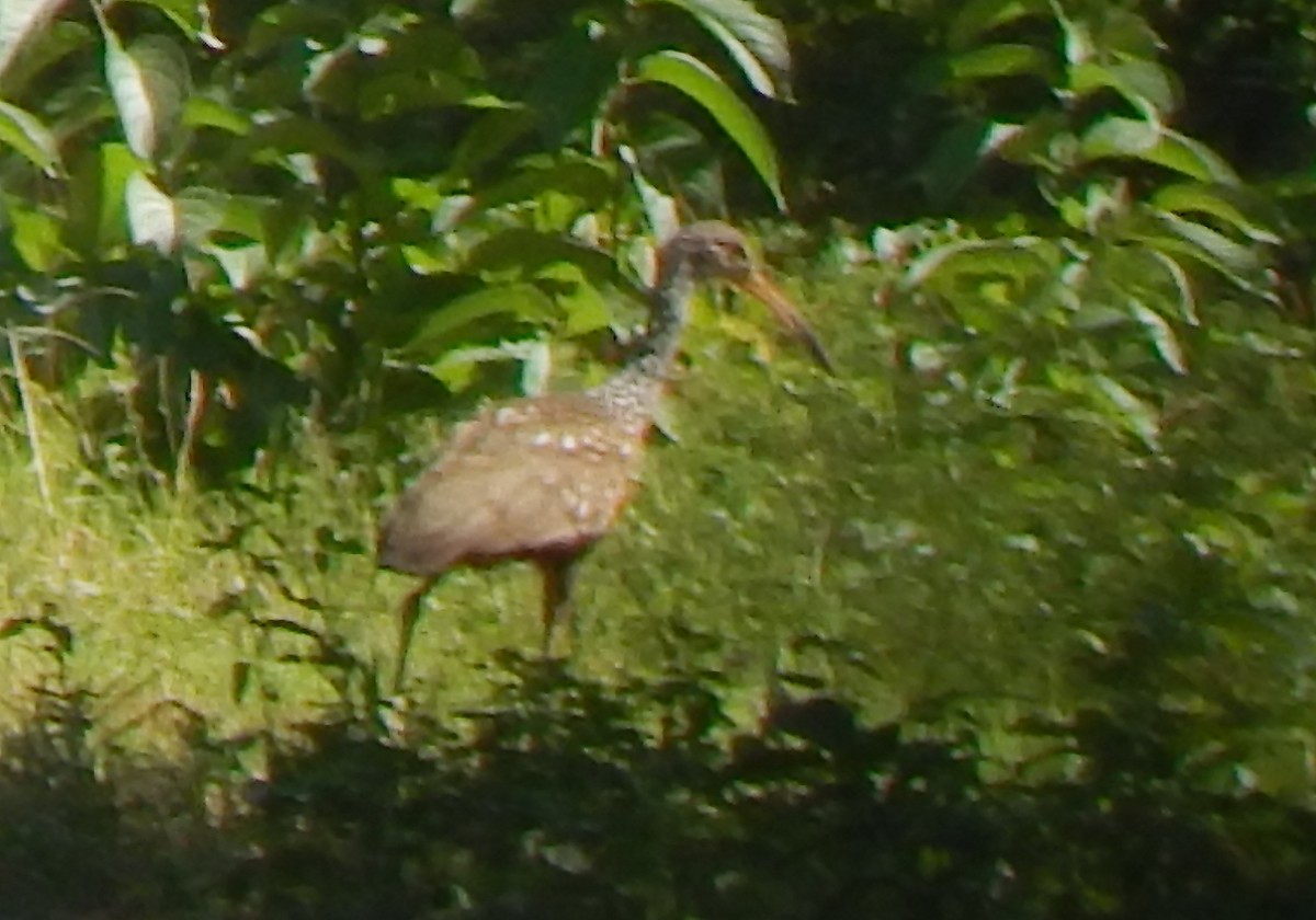 Limpkin - ML608350896