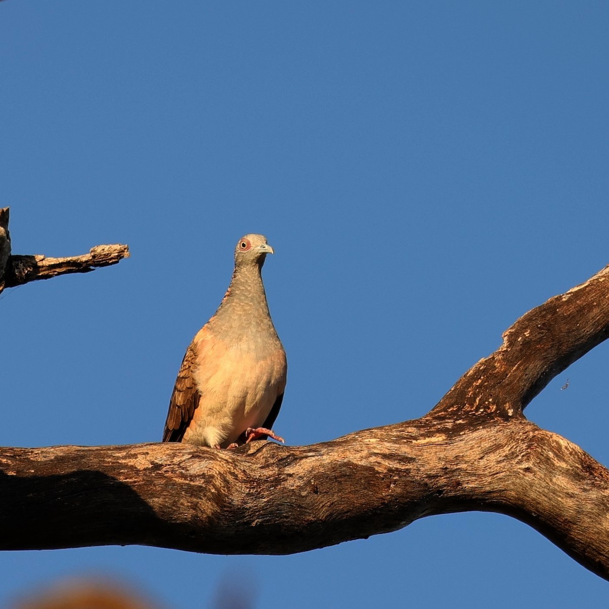 Bar-shouldered Dove - Kylie-Anne Cramsie