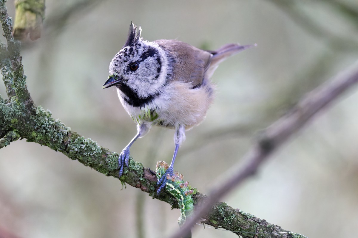 Crested Tit - Marvin Johanning