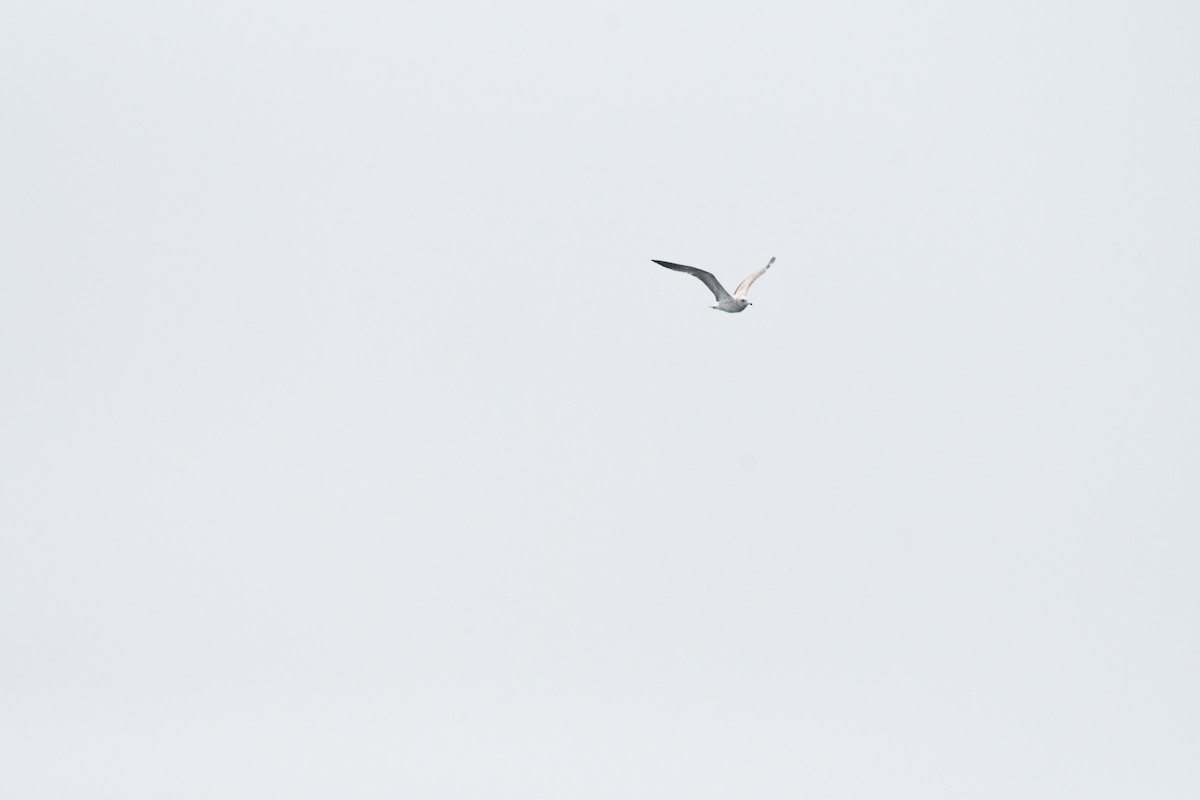 Black-tailed Gull - ML608350958