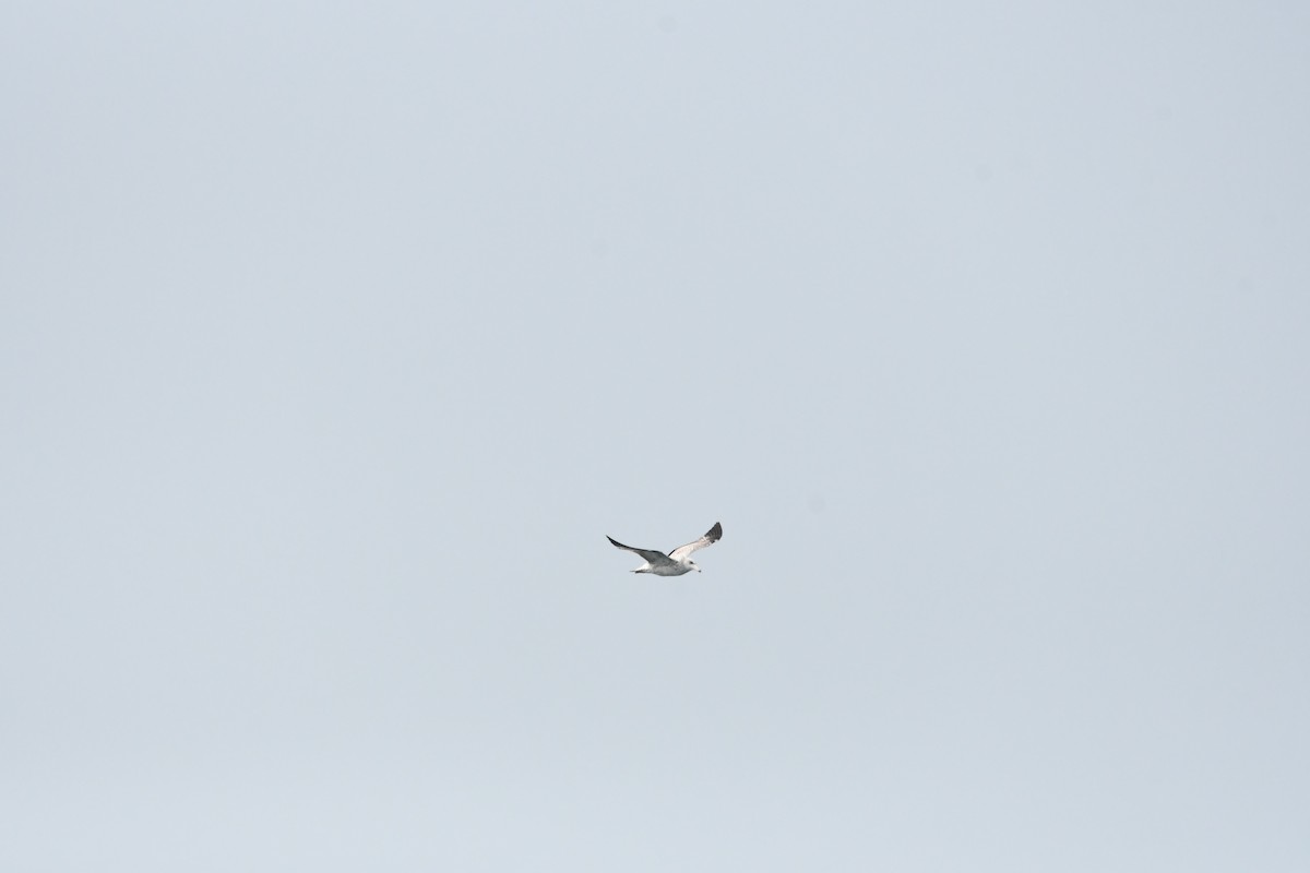 Black-tailed Gull - ML608350959