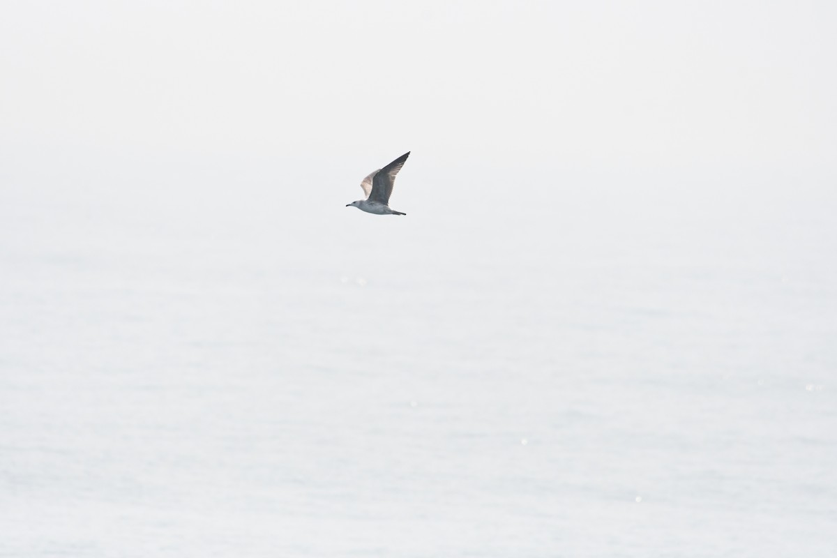 Black-tailed Gull - ML608350965