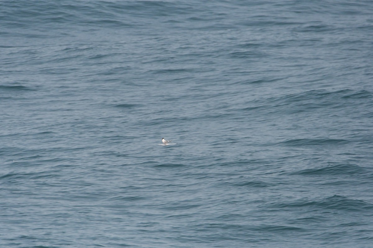 Roseate Tern - ML608350969