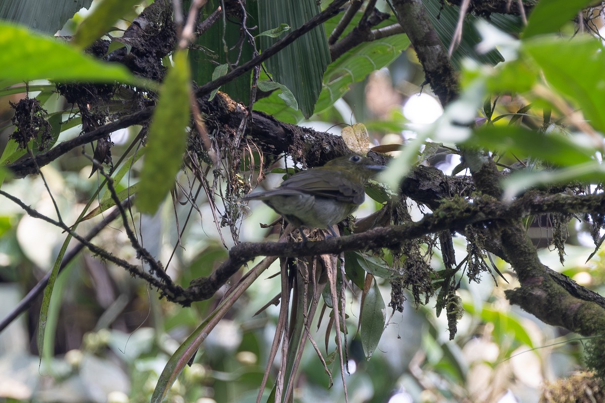 Cotinga à queue grise - ML608351099