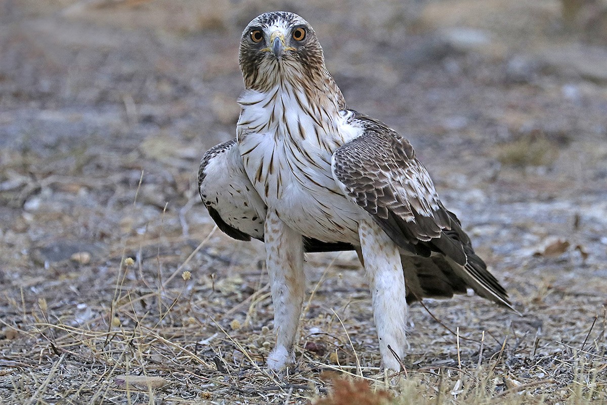 Booted Eagle - ML608351137