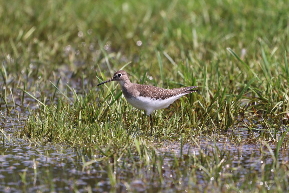 Solitary Sandpiper - ML608351257