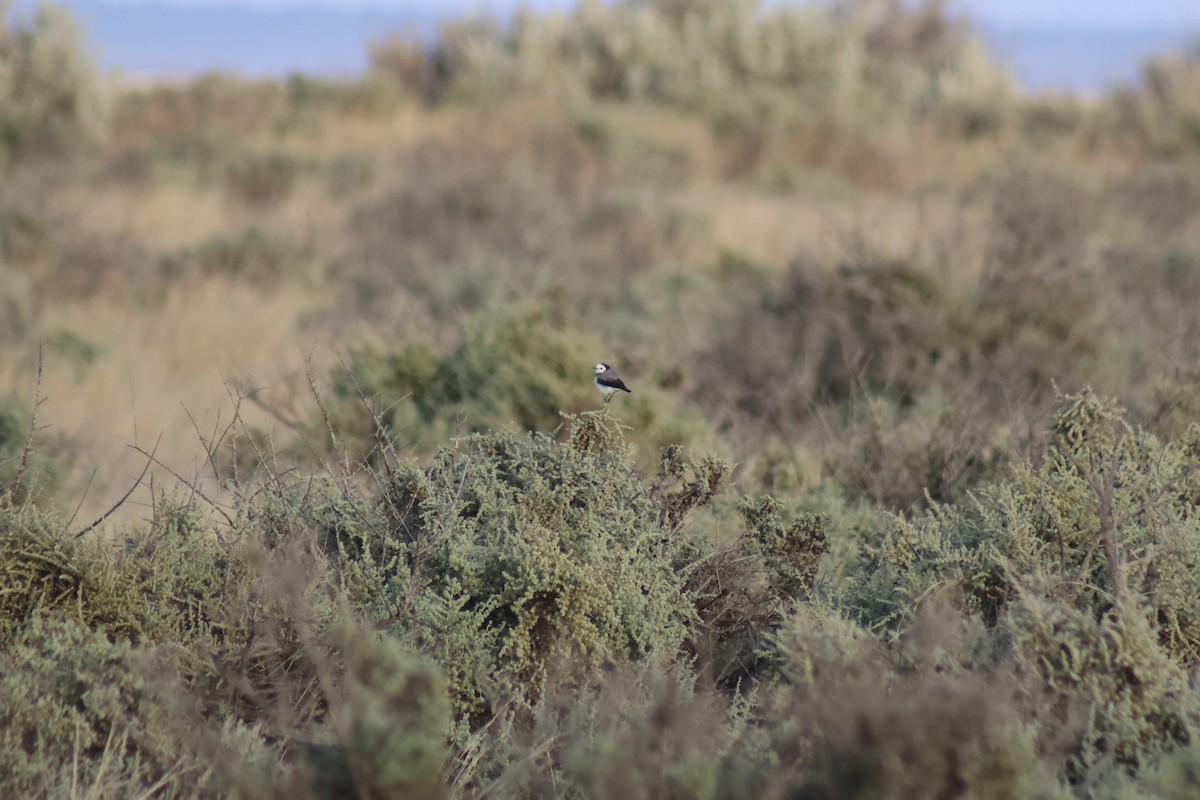 Epthianure à front blanc - ML608351335