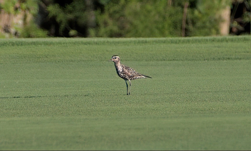 American Golden-Plover - ML608351405