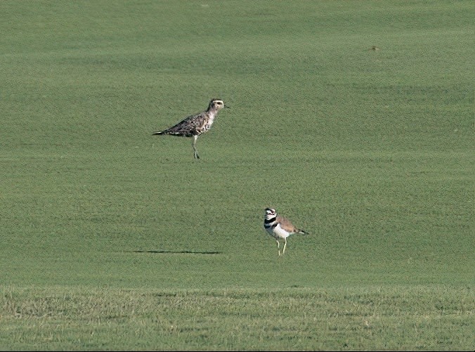 American Golden-Plover - ML608351410