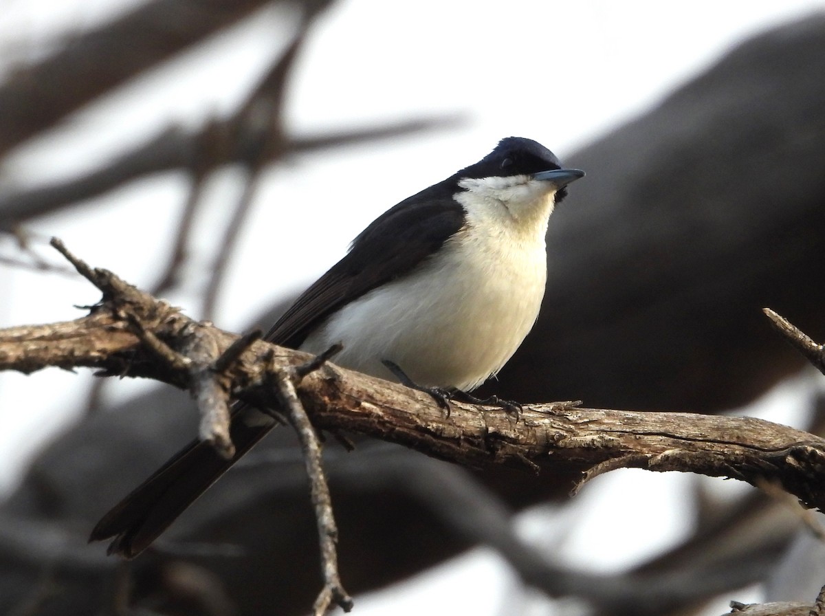 Restless Flycatcher - ML608351481