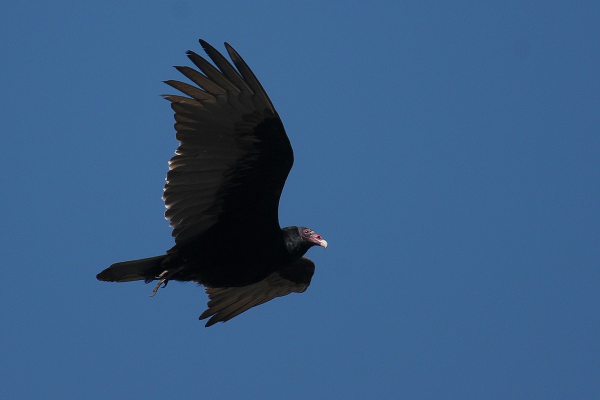 Turkey Vulture - ML608351519