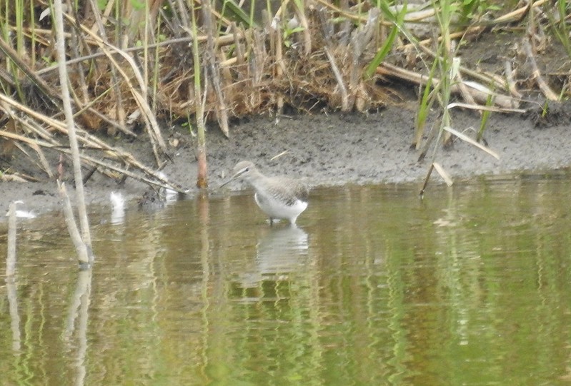 Green Sandpiper - Andy Hannaford