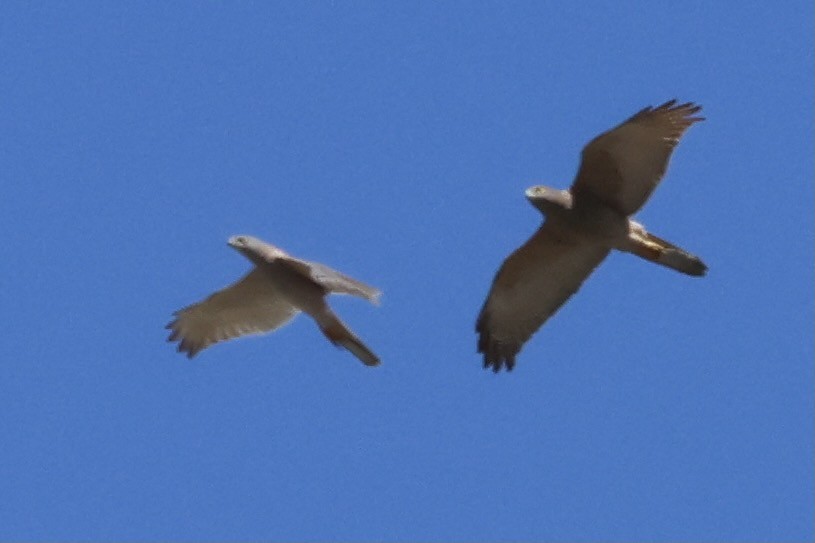 Brown Goshawk - ML608351656