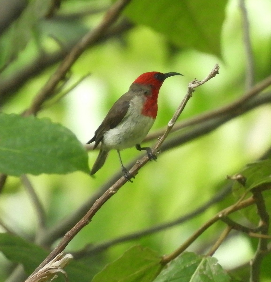 Crimson-hooded Myzomela - ML608351666