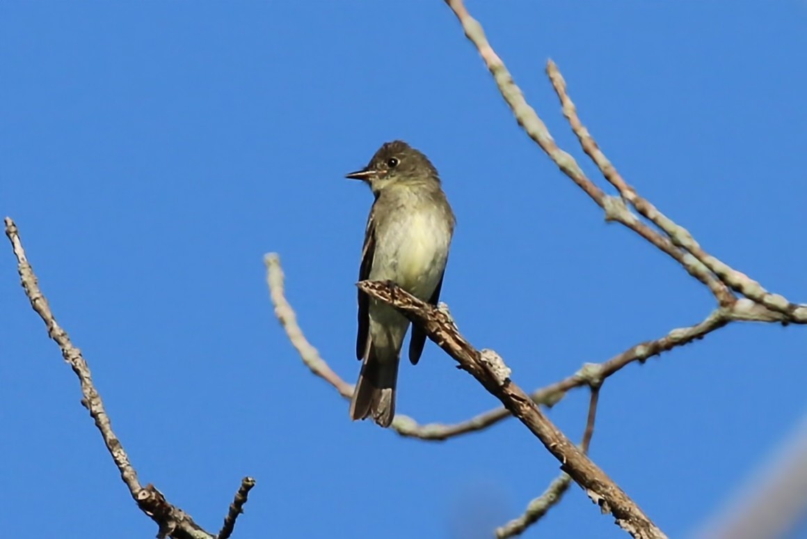 Eastern Wood-Pewee - ML608351691