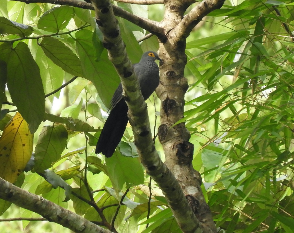 holub timorský - ML608351719