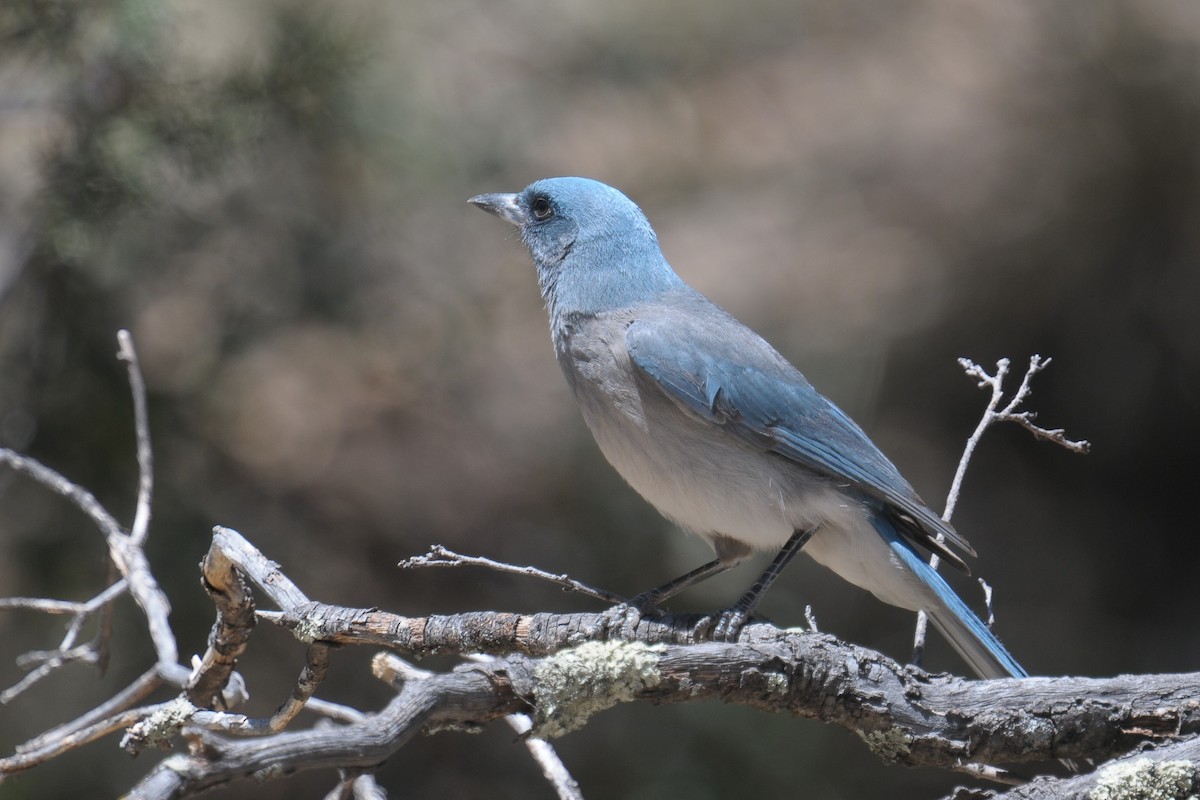 Mexican Jay - ML608351758